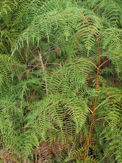 Pteridium caudatum (Southern bracken fern)