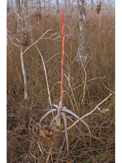 Tillandsia balbisiana (Northern needleleaf)
