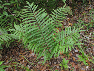 Blechnum serrulatum (Swamp fern)