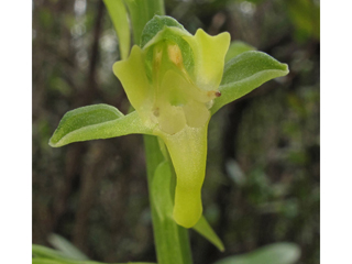 Habenaria odontopetala (Tooth-petal bog orchid)