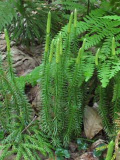 Lycopodium annotinum (Stiff clubmoss)