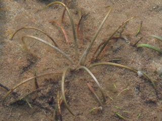Isoetes lacustris (Lake quillwort)
