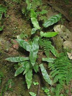 Asplenium scolopendrium var. americanum (American hart's-tongue fern)