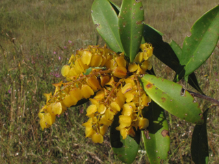 Cliftonia monophylla (Buckwheat tree)