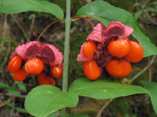 Euonymus americanus (American strawberry bush)