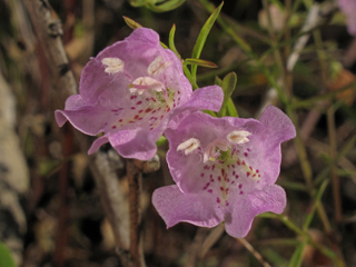 Agalinis tenuifolia (Slenderleaf false foxglove)