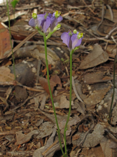 Burmannia biflora (Northern bluethread)