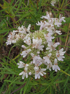 Pycnanthemum tenuifolium (Narrowleaf mountain mint)