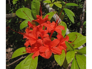 Rhododendron prunifolium (Plumleaf azalea)