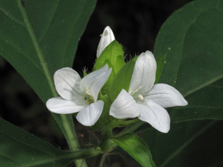 Yeatesia viridiflora (Yellow bractspike)