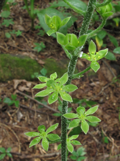 Veratrum parviflorum (Appalachian bunchflower)