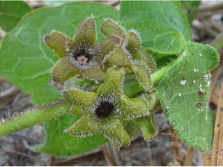 Matelea pubiflora (Sandhill shinypod)
