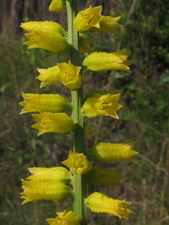 Aletris lutea (Yellow colicroot)