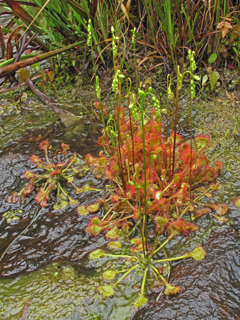 Drosera rotundifolia (Roundleaf sundew)