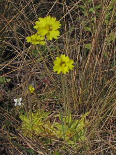Pinguicula lutea (Yellow butterwort)