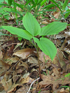 Croomia pauciflora (Croomia)