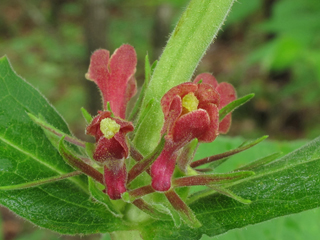 Triosteum perfoliatum (Feverwort)