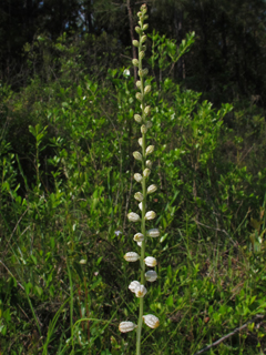 Aletris obovata (Southern colicroot)