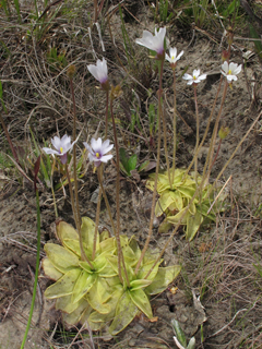 Pinguicula ionantha (Violet butterwort)