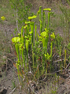 Sarracenia flava (Yellow pitcherplant)