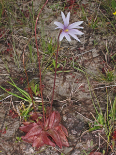 Pinguicula planifolia (Chapman's butterwort)