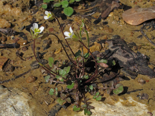 Leavenworthia uniflora (Michaux's gladecress)