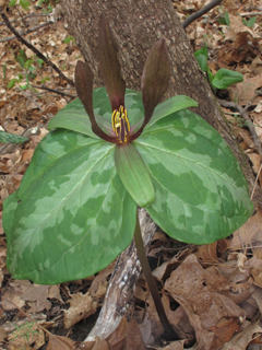 Trillium ludovicianum (Louisiana wakerobin)