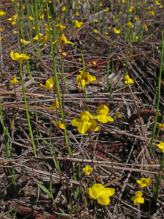 Utricularia subulata (Zigzag bladderwort)