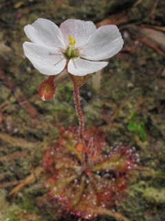Drosera brevifolia (Dwarf sundew)