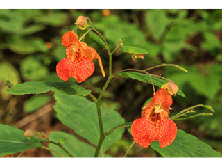 Impatiens capensis (Jewelweed)