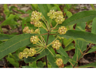 Asclepias tomentosa (Tuba milkweed)