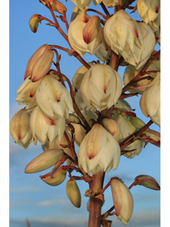 Yucca gloriosa (Moundlily yucca)