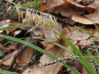 Carex baltzellii (Baltzell's sedge)