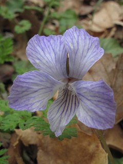 Viola walteri (Walter's violet)