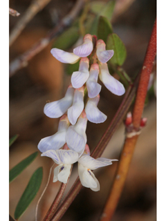 Vicia caroliniana (Carolina vetch)