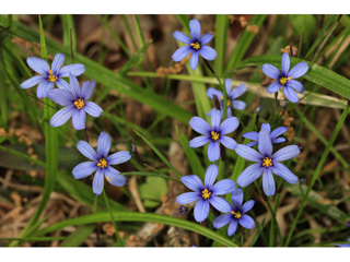 Sisyrinchium atlanticum (Eastern blue-eyed grass)