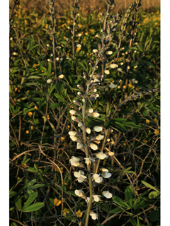 Baptisia albescens (Spiked wild indigo)