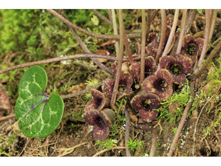 Hexastylis naniflora (Dwarfflower hearleaf)