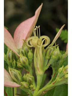 Pinckneya bracteata (Fevertree)