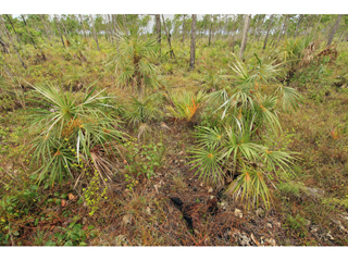 Coccothrinax argentata (Florida silver palm)
