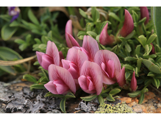 Trifolium nanum (Dwarf clover)