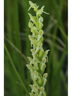 Platanthera hyperborea (Northern green orchid)