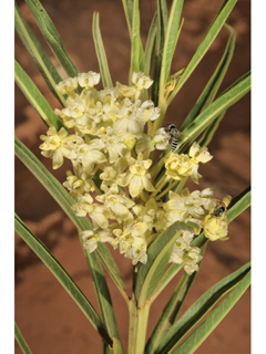 Asclepias labriformis (Utah milkweed)