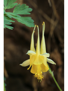 Aquilegia chrysantha var. chrysantha (Golden columbine)