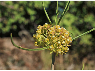 Asclepias rusbyi (Rusby's milkweed)