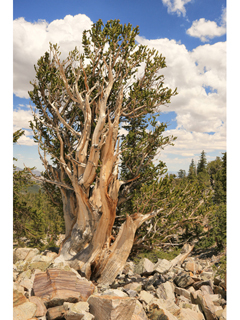 Pinus longaeva (Great basin bristlecone pine)