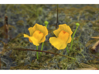 Utricularia gibba (Humped bladderwort)