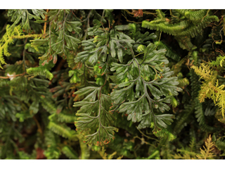 Hymenophyllum tunbrigense (Tunbridge filmy fern)