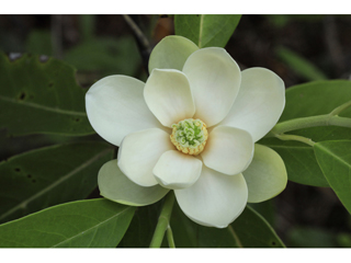 Magnolia virginiana (Sweetbay)