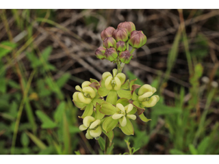 Asclepias connivens (Largeflower milkweed)